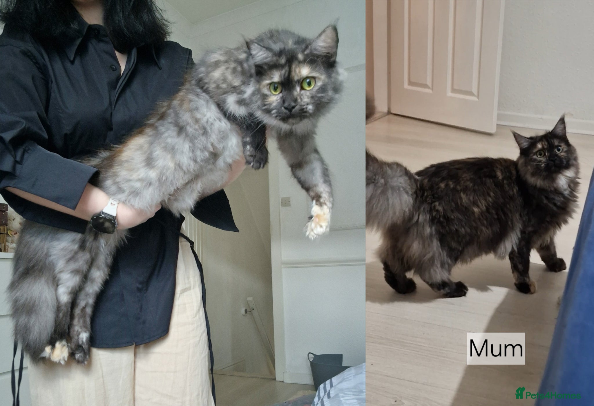 Maine Coon cats for sale: 8 maine coon kittens ready in Bury in Bury - Advert 2
