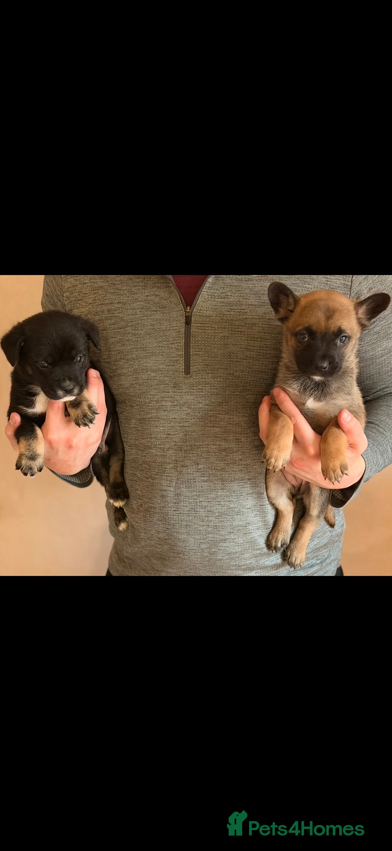 Mixed Breed dogs French Bulldog/German Shep Beautiful Pups Rare - Advert 1