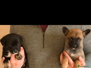 Mixed Breed dogs French Bulldog/German Shep Beautiful Pups Rare - Advert 1