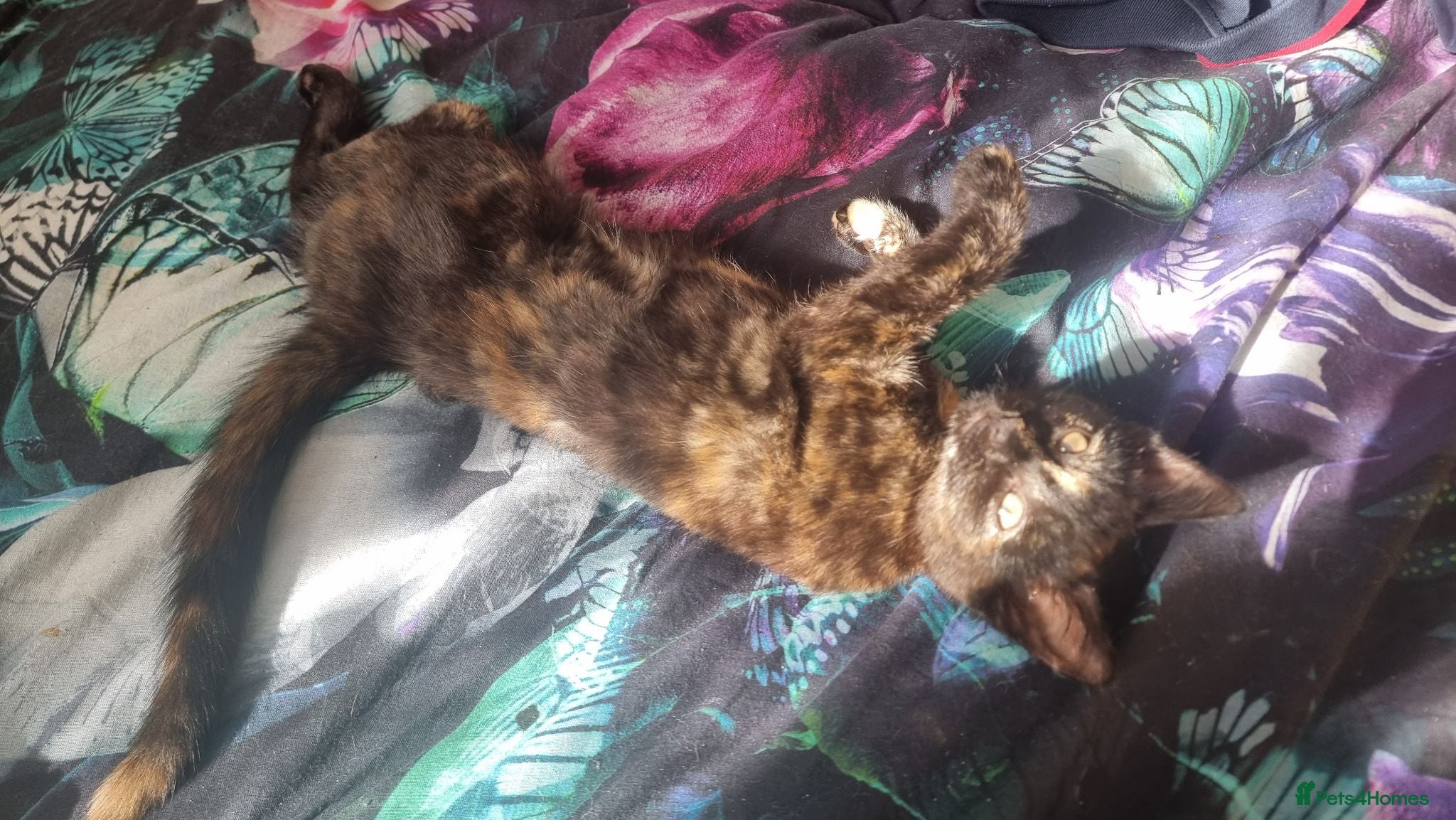 Mixed Breed cats for sale: Little best friends - Advert 2