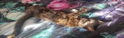 Mixed Breed cats for sale: Little best friends - Advert 1