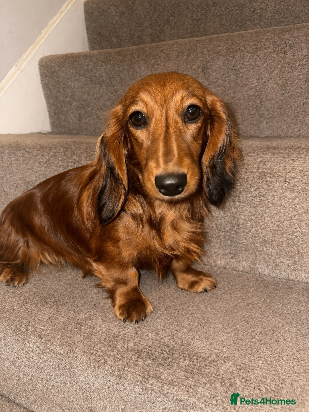 Miniature Dachshund dogs for sale: 6 month old KC reg pra clear red girl - Advert 1