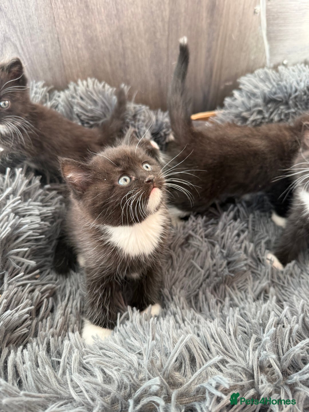 Mixed Breed cats for sale: 5 Beautiful kittens for sale  - Advert 11