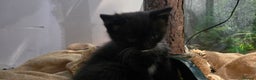 American Shorthair cats for sale: Black and white kitten - Advert 2
