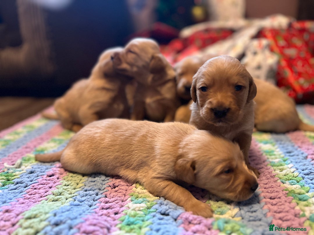 Labrador Retriever dogs for sale: Fox Red Labrador Puppies - Advert 18
