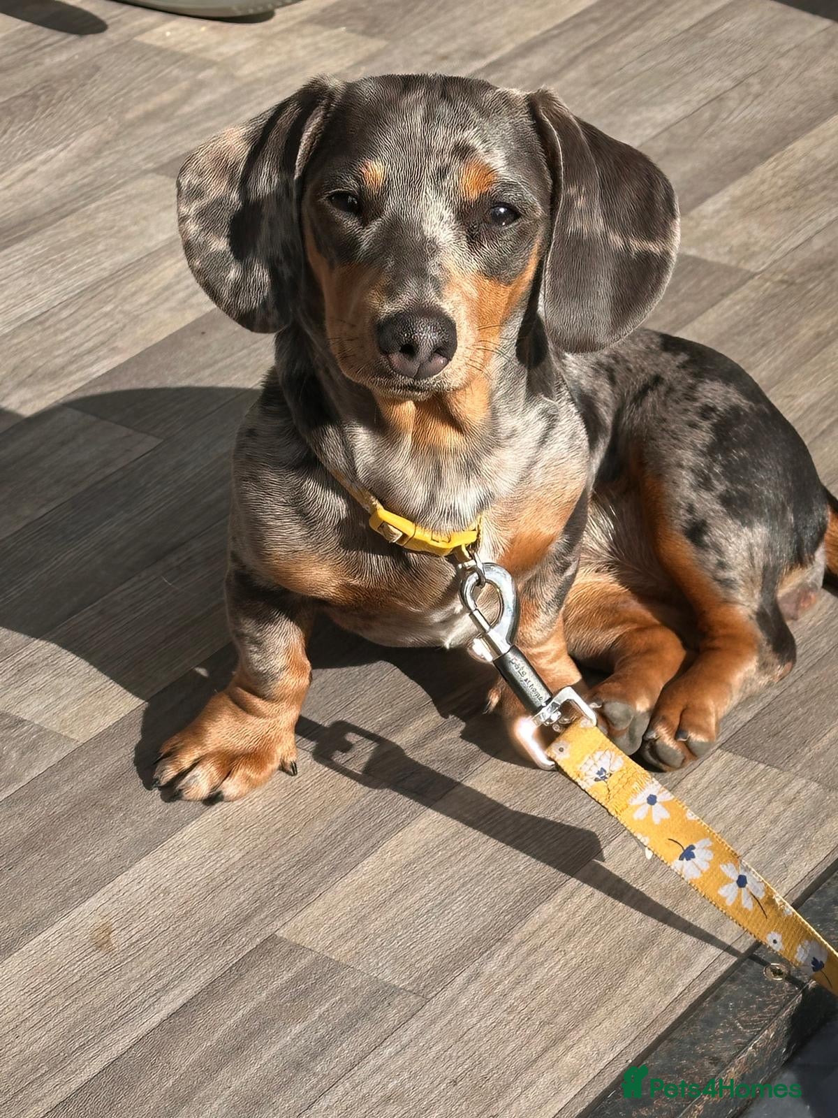 Miniature Dachshund dogs Miniature dachshund  - Advert 1