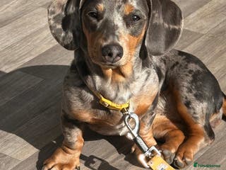 Miniature Dachshund dogs Miniature dachshund - Advert 1