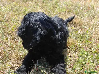 Cockapoo dogs Fluffy Cockalier-a-Poo Puppies – Ready Soon! - Advert 2