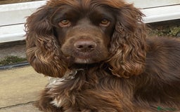 Sprocker dogs for sale: Male Chocolate  Sprocker Spaniel  - Image 11