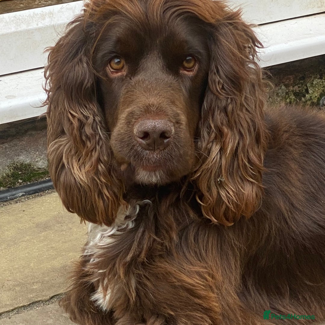 Sprocker dogs for sale: Male Chocolate  Sprocker Spaniel  - Image 11
