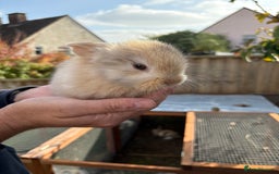 Mini Lop rabbits for sale: Gorgeous Mini Lop Bunny Rabbits - Image 7