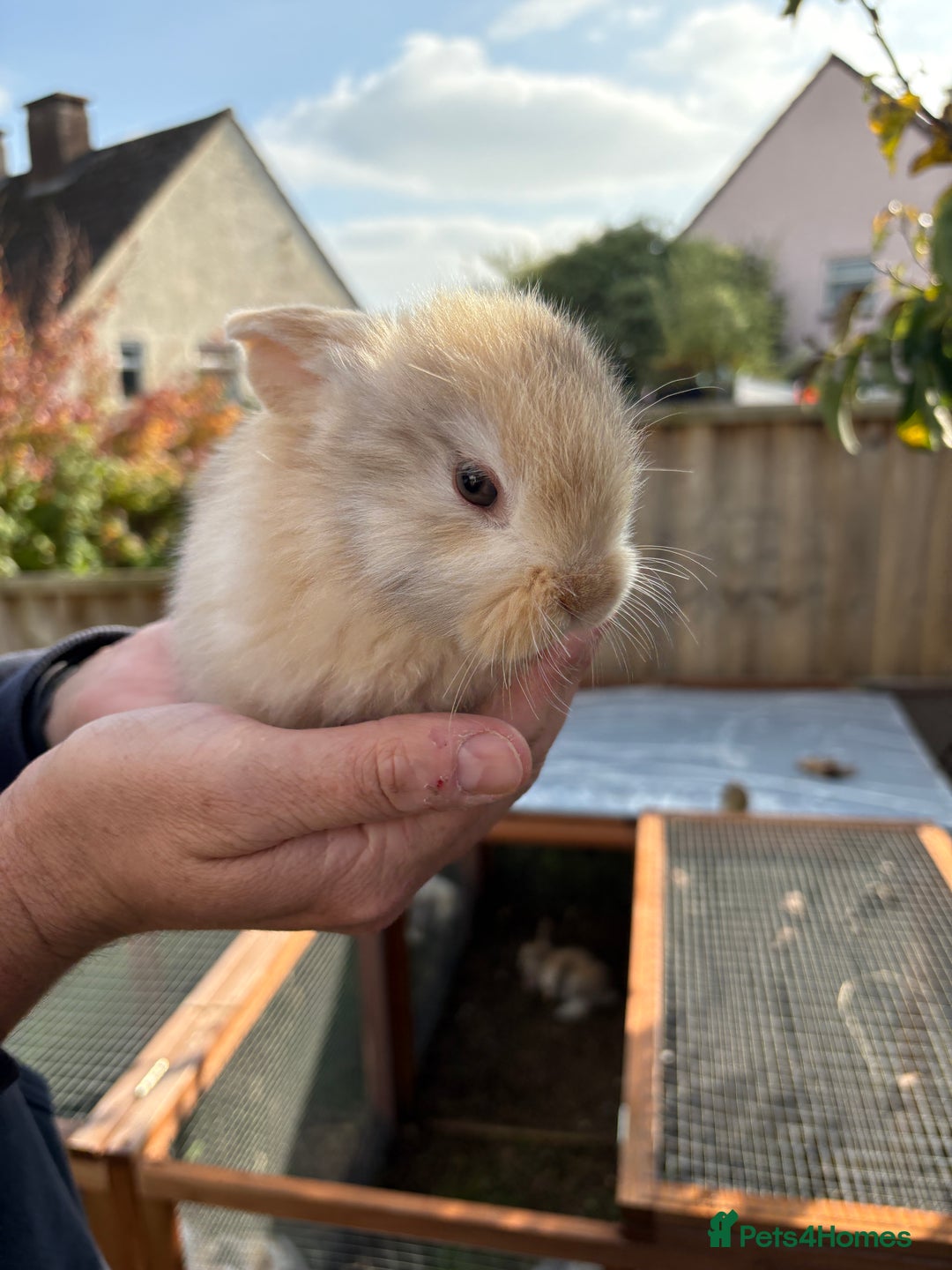 Mini Lop rabbits for sale: Gorgeous Mini Lop Bunny Rabbits - Image 7