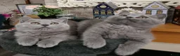 British Shorthair cats for sale: Beautiful kittens - Advert 11