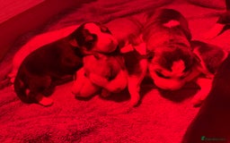 Siberian Husky dogs for sale: Husky puppies for sale - Image 25