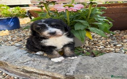 Bernedoodle dogs for sale: Bernadoodle 4 male home bred puppies  - Image 27