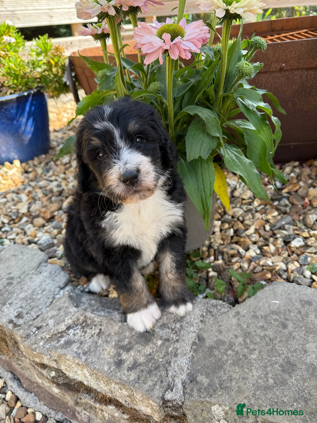 Bernedoodle dogs for sale: Bernadoodle 4 male home bred puppies  - Image 27