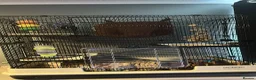 Rat rodents for sale: 2 Male Rats (1 Rex, 1 Hooded) in Christchurch - Advert 4