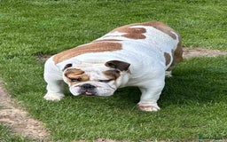 English Bulldog dogs for sale: English bulldog girl looking new home - Image 4