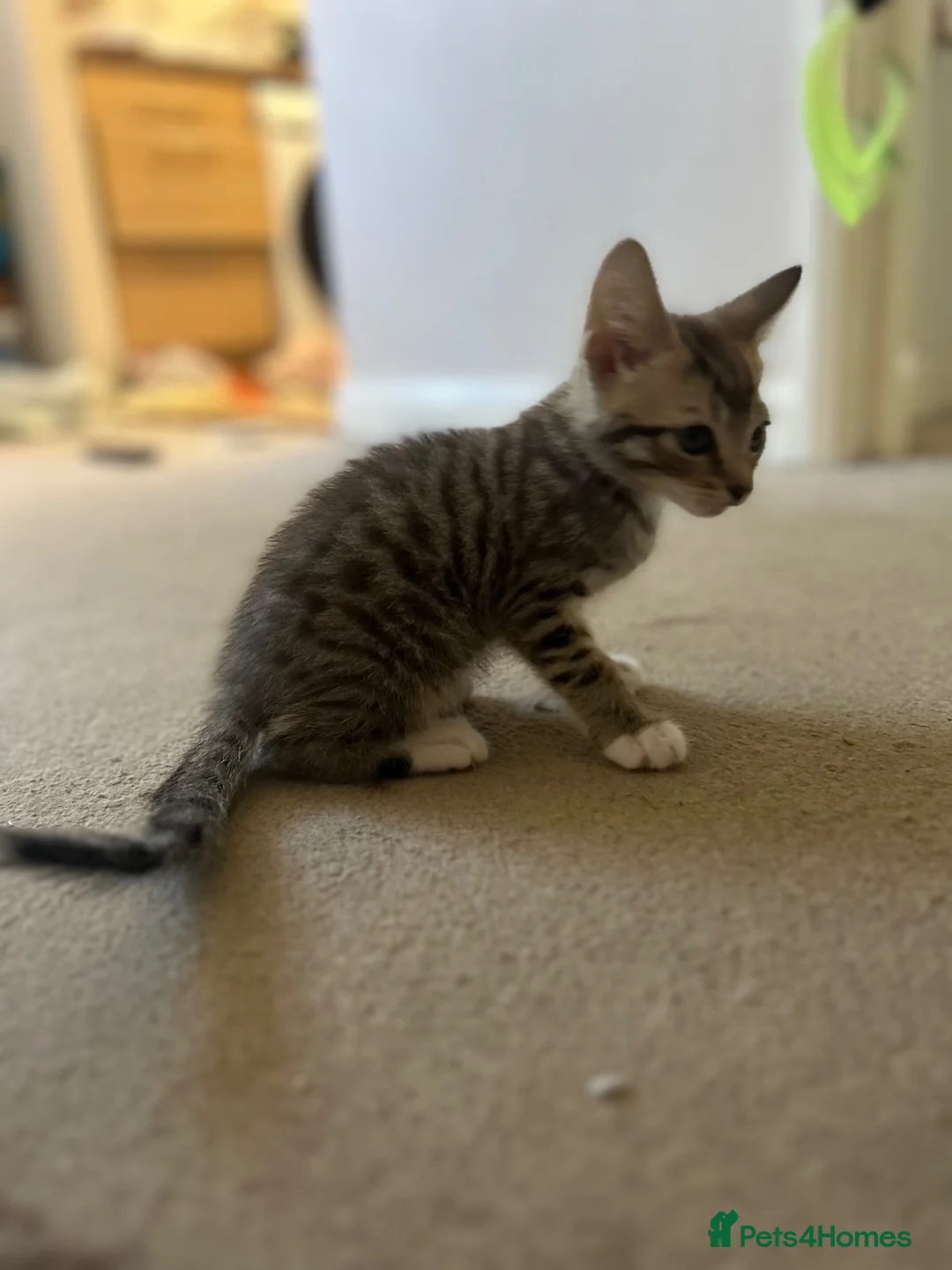 Domestic Shorthair cats for sale: 10 week old kitten in Woodbridge - Advert 7