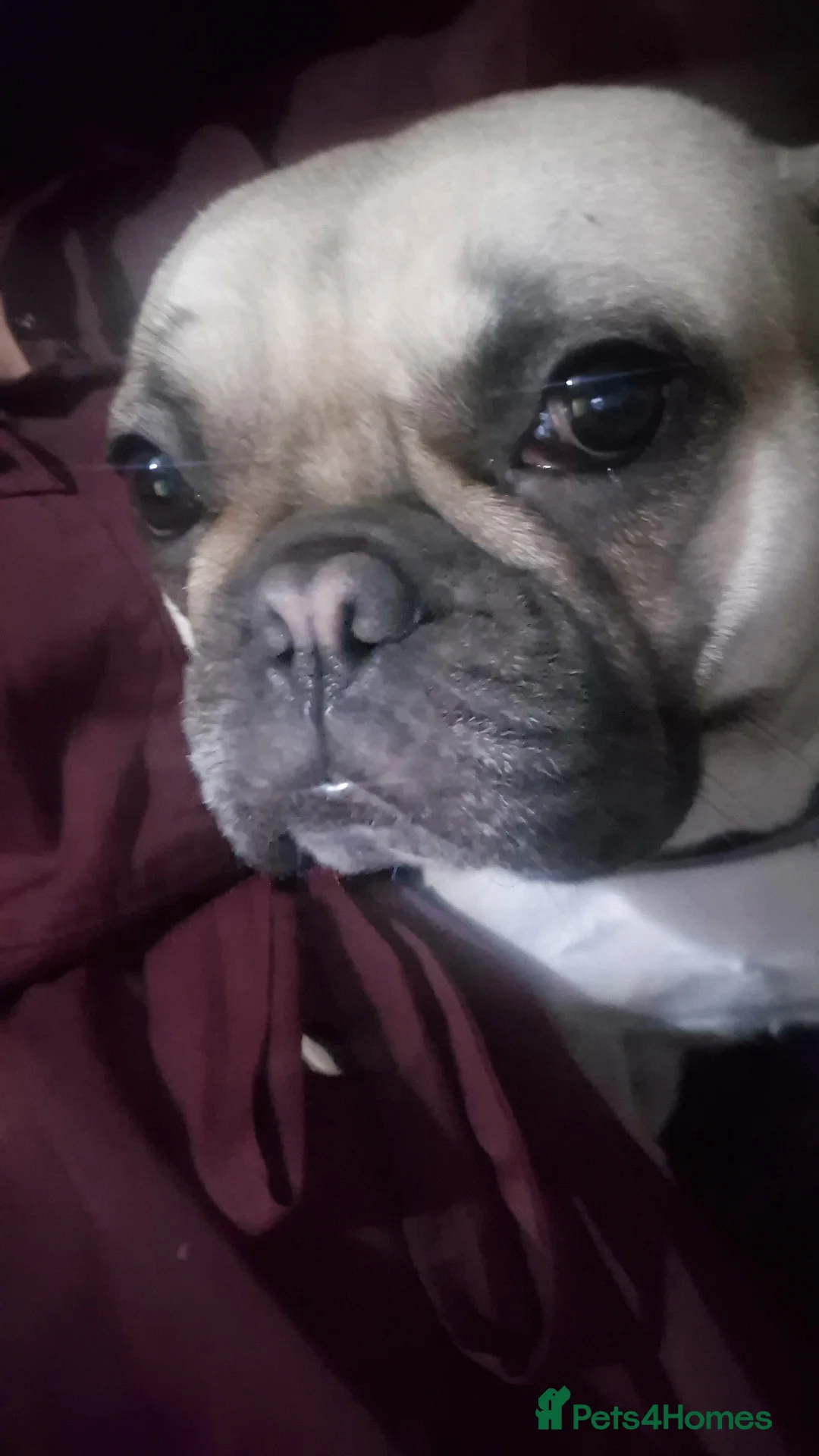 French Bulldog dogs for stud: Looking for stud - Advert 1