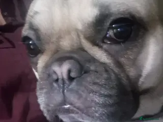 French Bulldog dogs Looking for stud - Advert 2