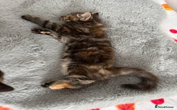 British Longhair cats for sale: Beautiful female kitten (ready now) - Image 3