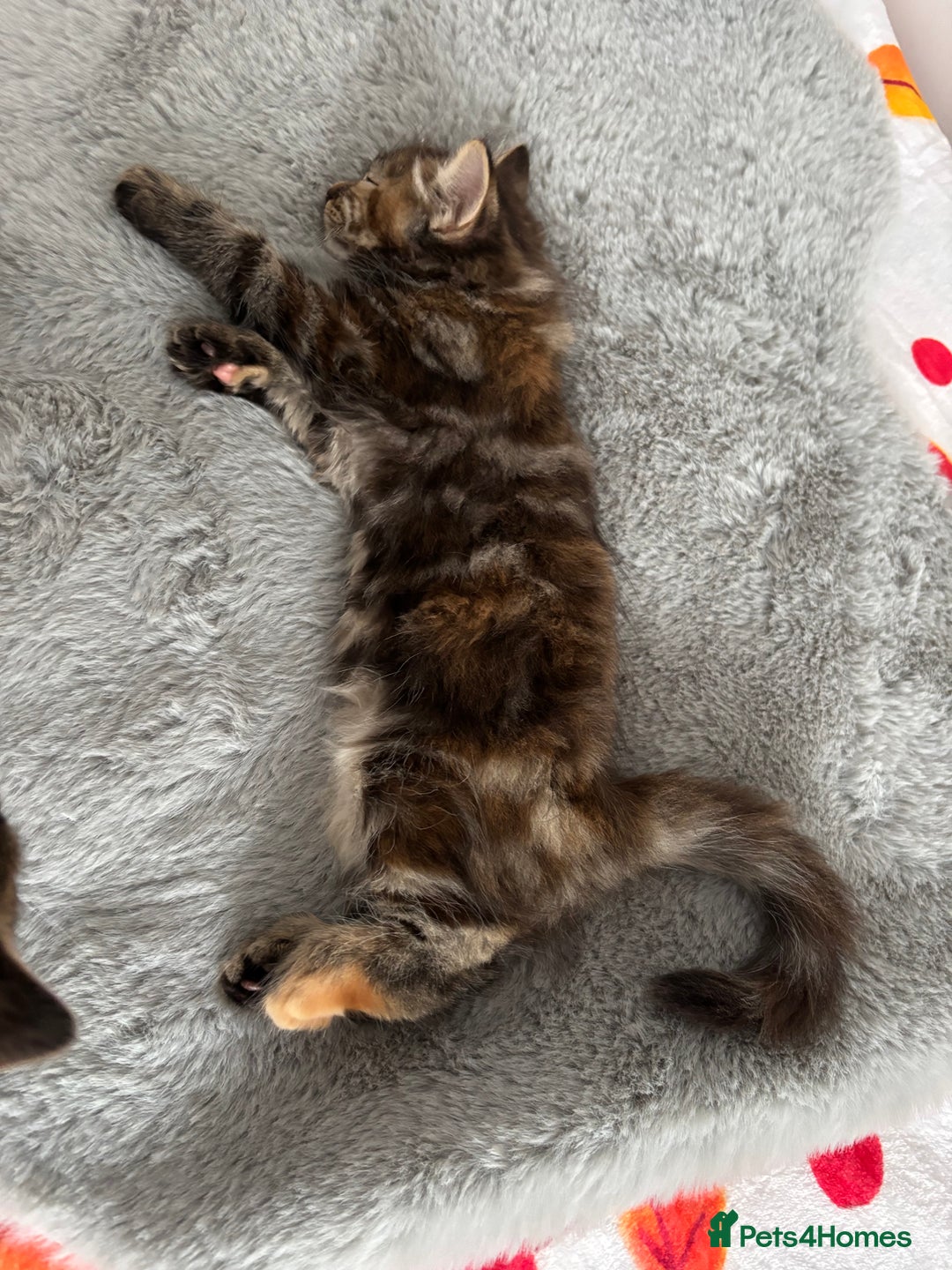British Longhair cats for sale: Beautiful female kitten (ready now) - Image 3