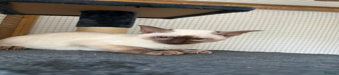 Siamese Kitten 1