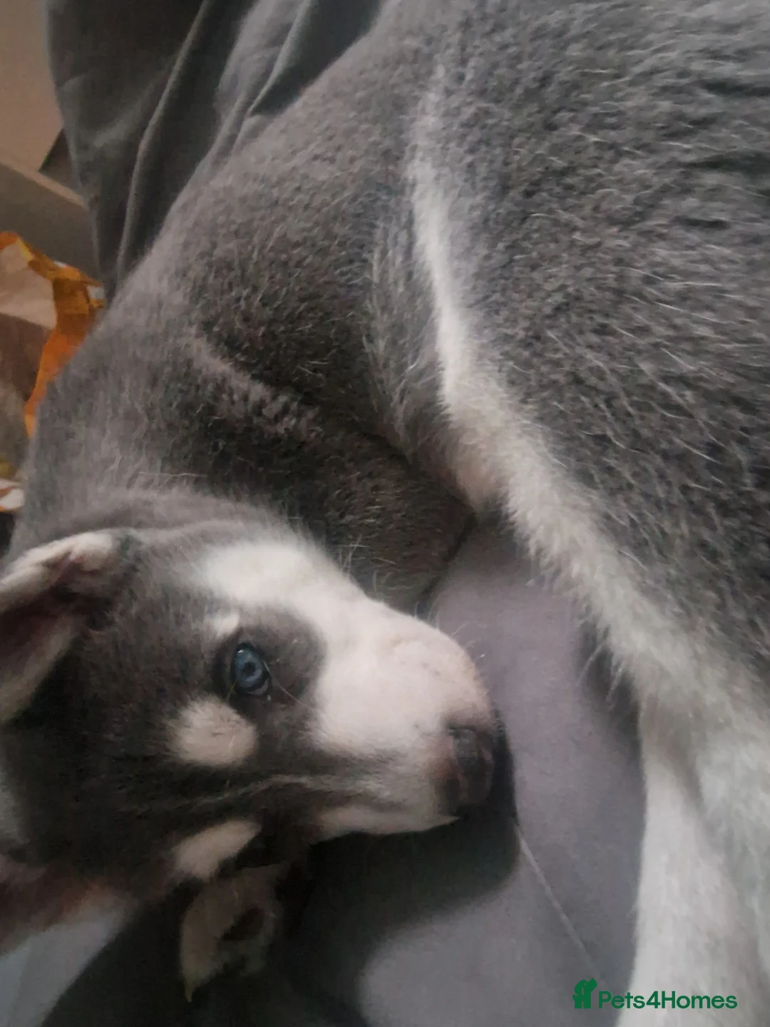 Siberian Husky dogs for sale: Male husky  - Advert 3