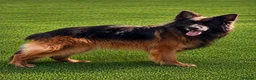 German Shepherd dogs for stud: BIG BONDED LONG HAIRED GERMAN SHEPHERD STUD - Advert 6