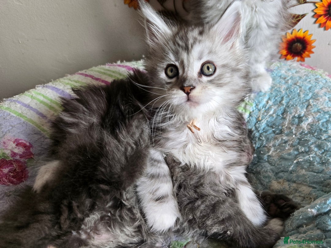 Maine Coon cats for sale: Stunning GCCF Maine Coon kittens  - Image 15