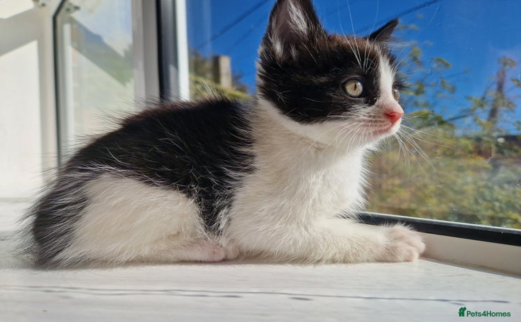 Domestic Shorthair cats - Advert 3