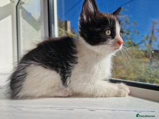 Domestic Shorthair cats - Advert 1