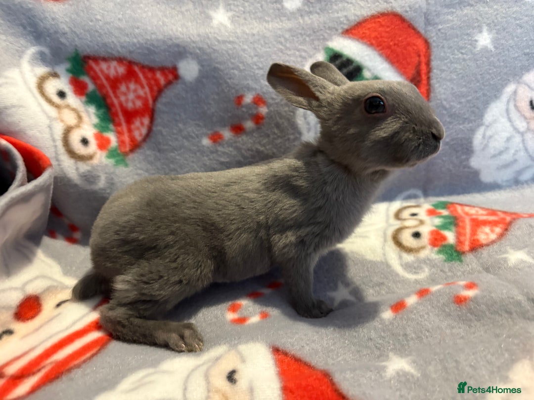 Mini Lop rabbits for sale: Three beautiful rabbits for sale.  - Advert 4