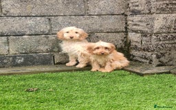 Cockapoo dogs for sale: Health tested puppies  - Image 3