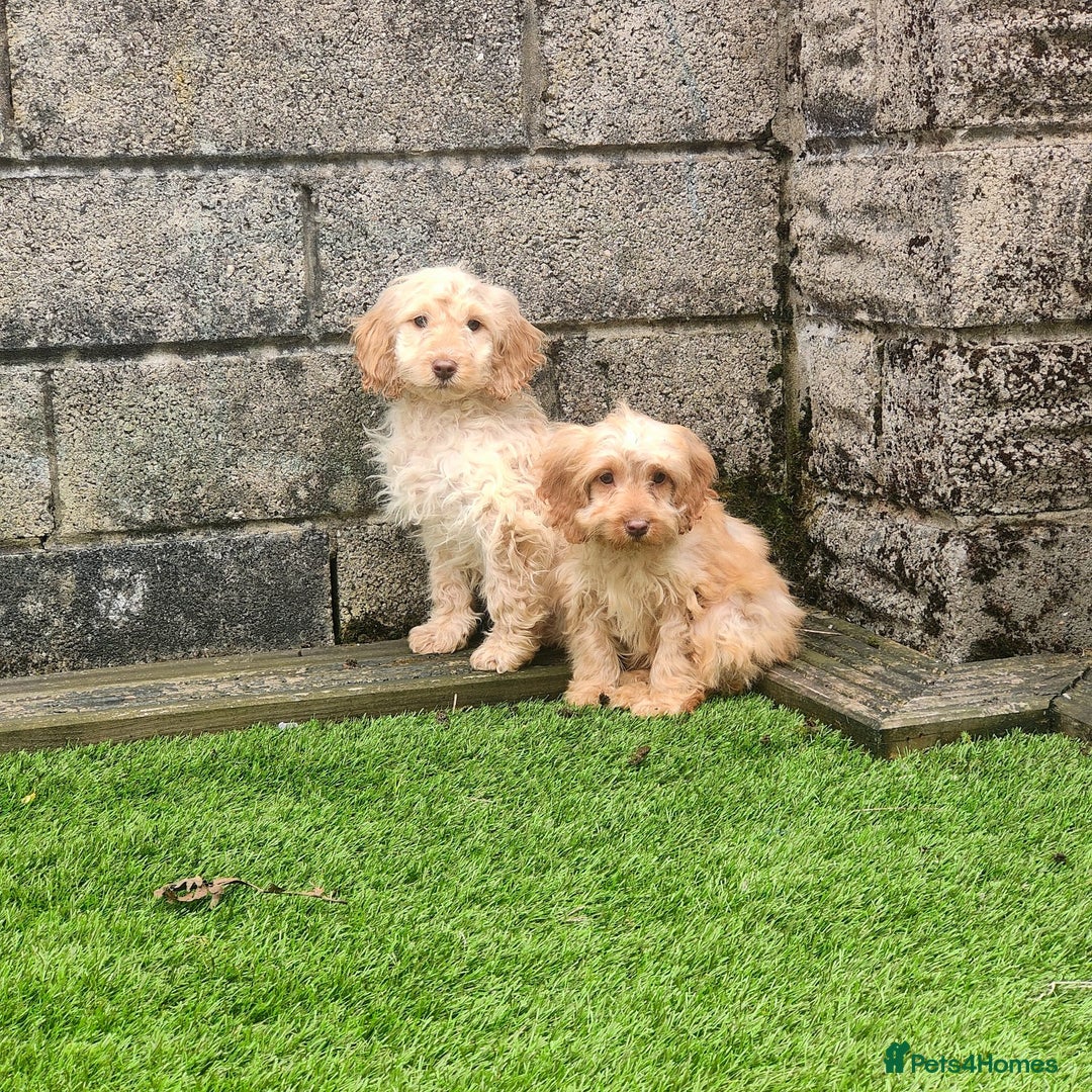 Cockapoo dogs for sale: Health tested puppies  - Image 3