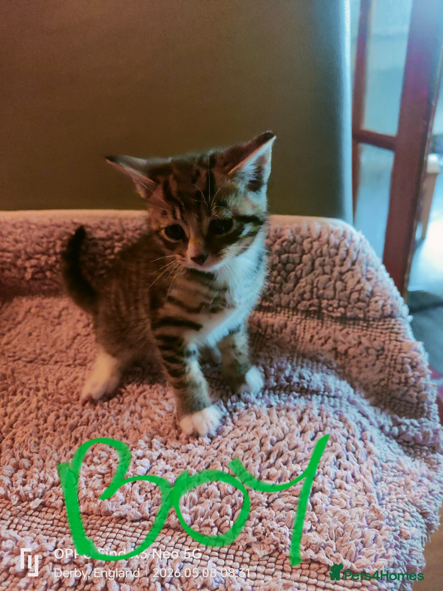 Mixed Breed birds Kitten 🐈🐾 - Advert 1