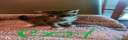 Mixed Breed birds for sale: Kitten 🐈🐾 in Derby - Advert 1
