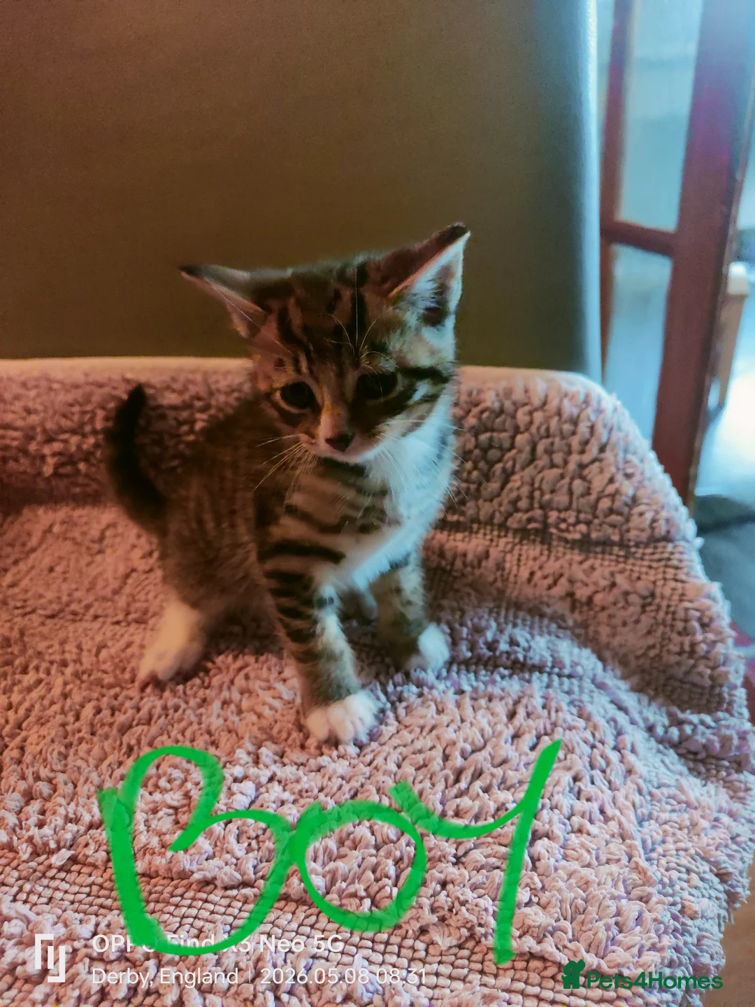 Mixed Breed birds for sale: Kitten 🐈🐾 in Derby - Advert 1