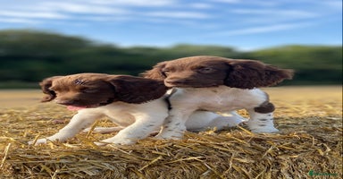 English Springer Spaniel dogs - Advert 6