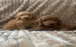 Cockapoo dogs for sale: F1b toy cockapoo  - Image 1