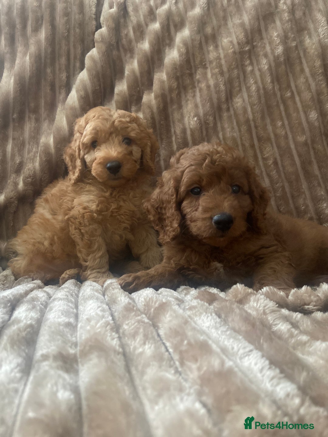 Cockapoo dogs for sale: F1b toy cockapoo  - Image 1