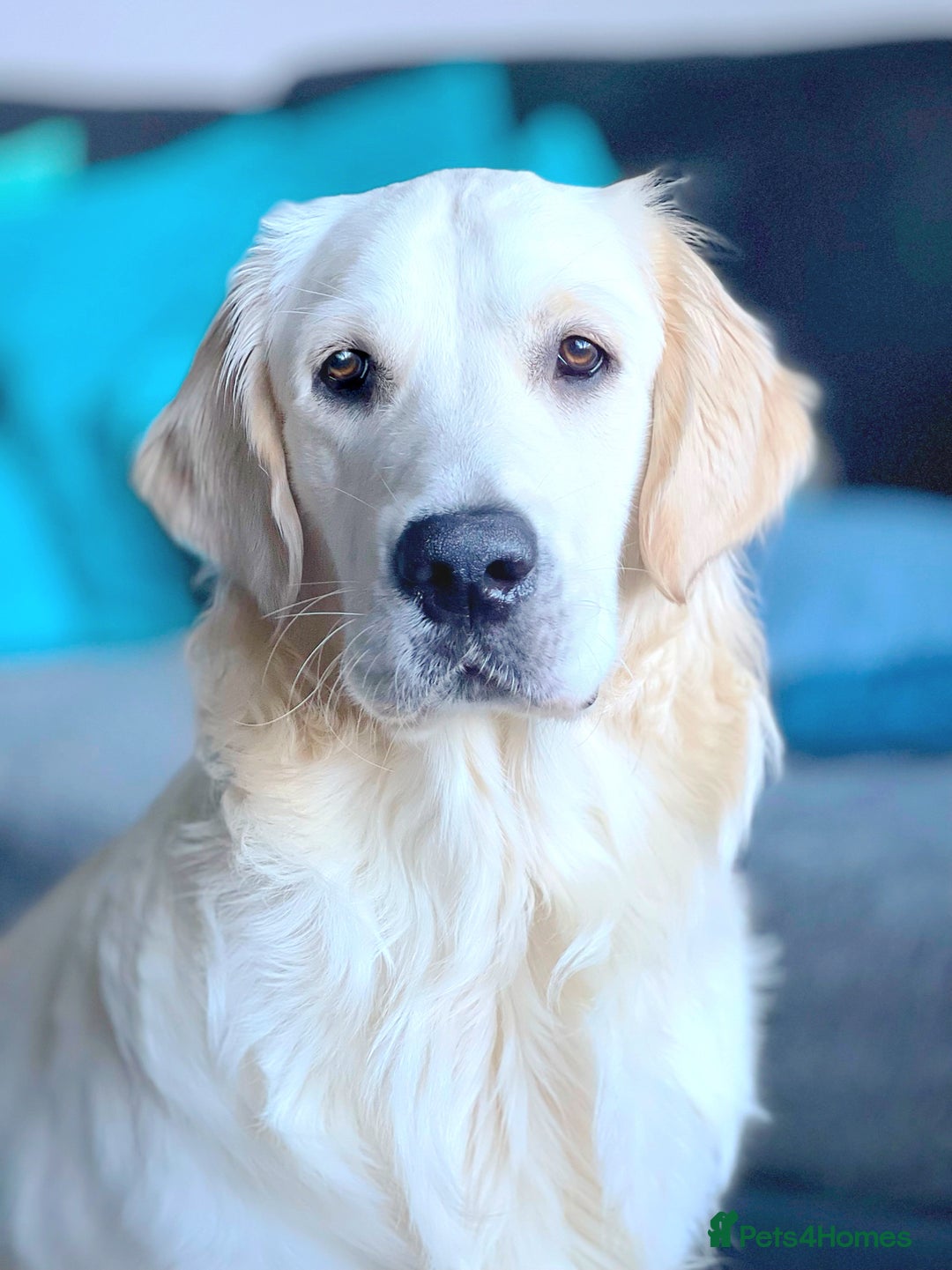 Golden Retriever dogs for stud: KC English Cream Golden Retriever Stud - Image 3