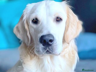 Golden Retriever dogs KC English Cream Golden Retriever Stud - Advert 17