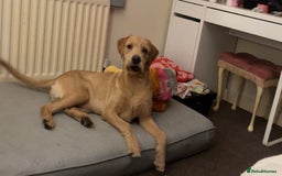Labrador Retriever dogs for stud: Lab x wire hair pointer at stud  - Image 7
