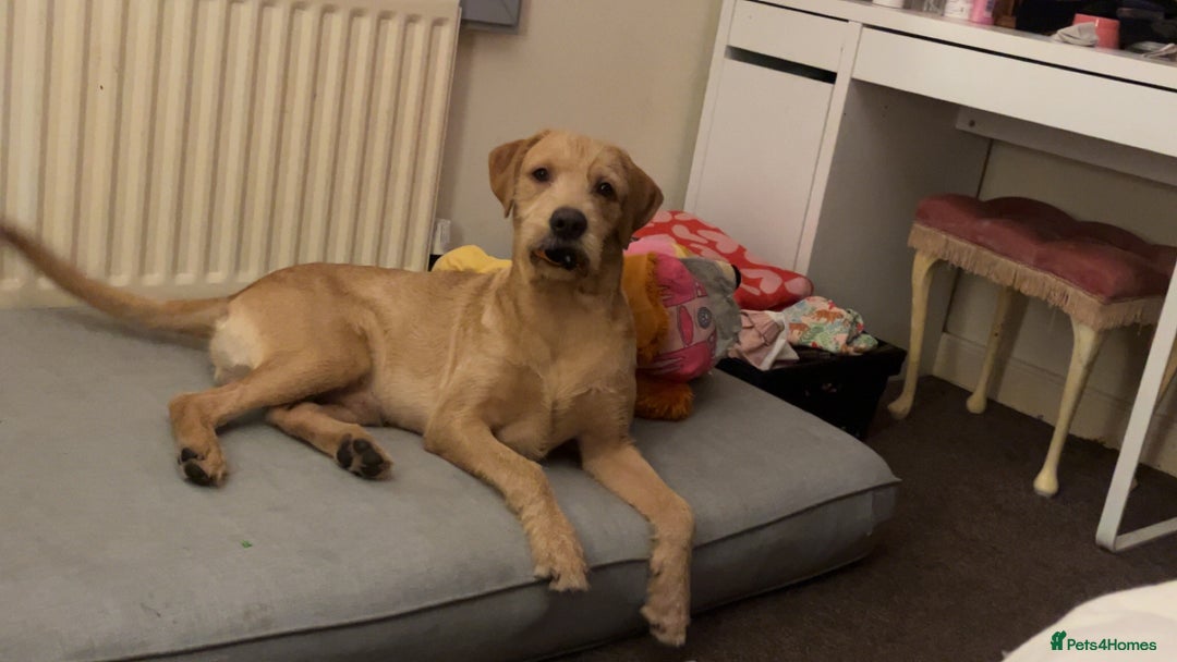 Labrador Retriever dogs for stud: Lab x wire hair pointer at stud  - Image 7