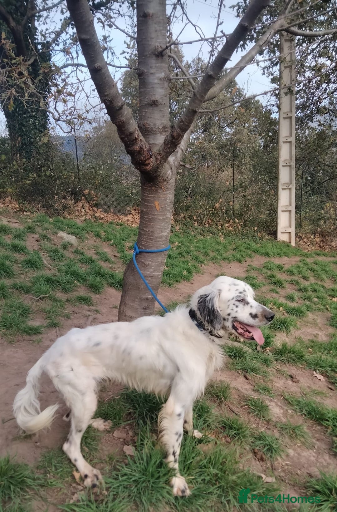 English Setter dogs for adoption: Pol   - Advert 7