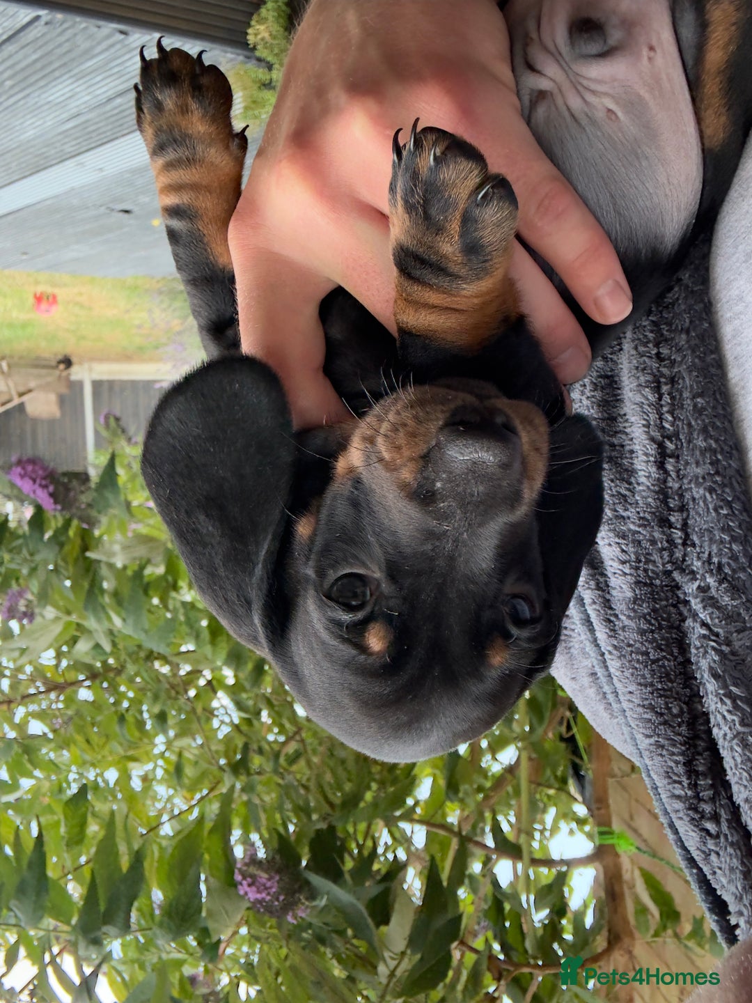 Dachshund dogs for sale: Dachshunds One male and one female black/tan  in Basildon - Image 9