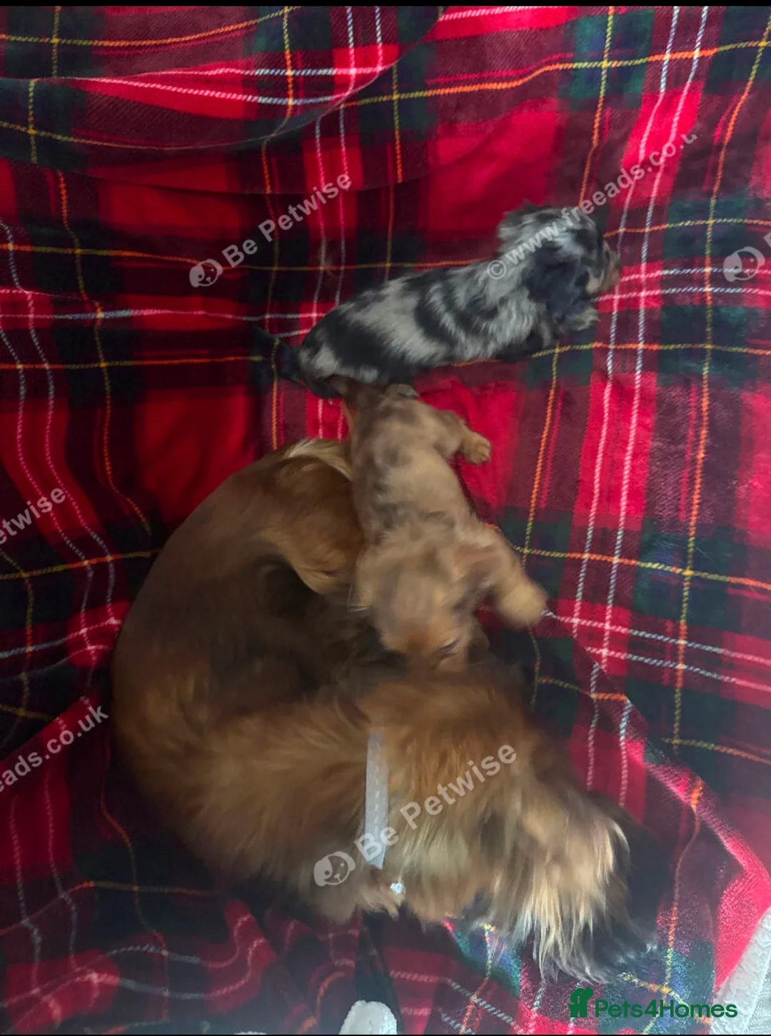 Dachshund dogs for sale: 8 weeks old dachshund puppies  - Advert 2