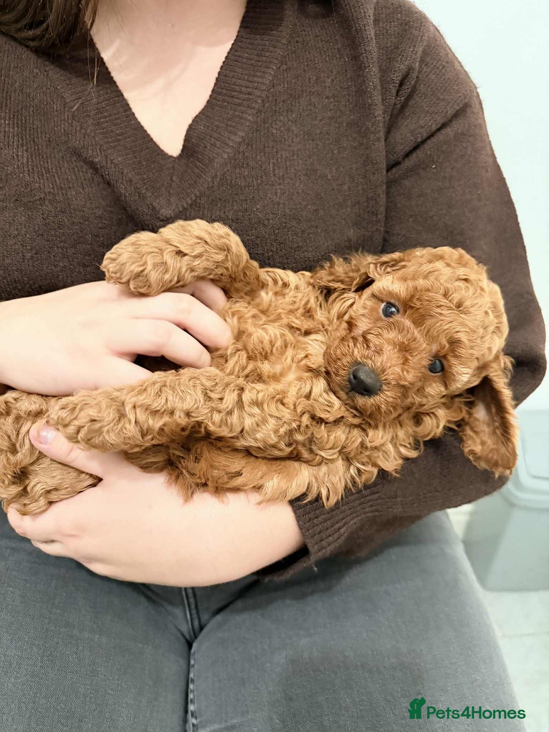 Miniature Poodle dogs for sale: Kc reg mini poodle 5 generation pedigree - Advert 18